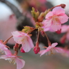 河津桜
