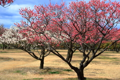 紅梅と白梅