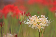 曼珠沙華