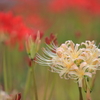 曼珠沙華