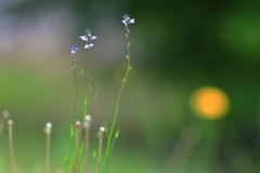 野草