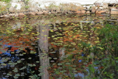 水面のもみじ