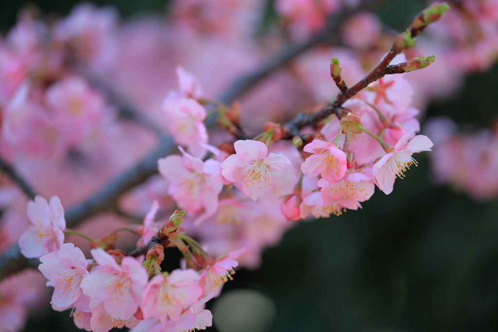 河津桜