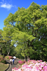 初夏の風景