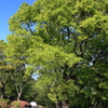 初夏の風景
