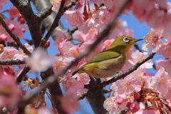 メジロと河津桜