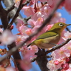 メジロと河津桜