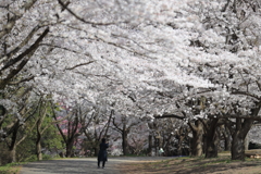 桜並木