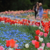 国営讃岐まんのう公園の春