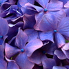 紫陽花