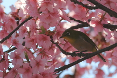 河津桜とメジロ