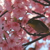 河津桜とメジロ