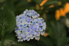 紫陽花