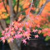 紅葉