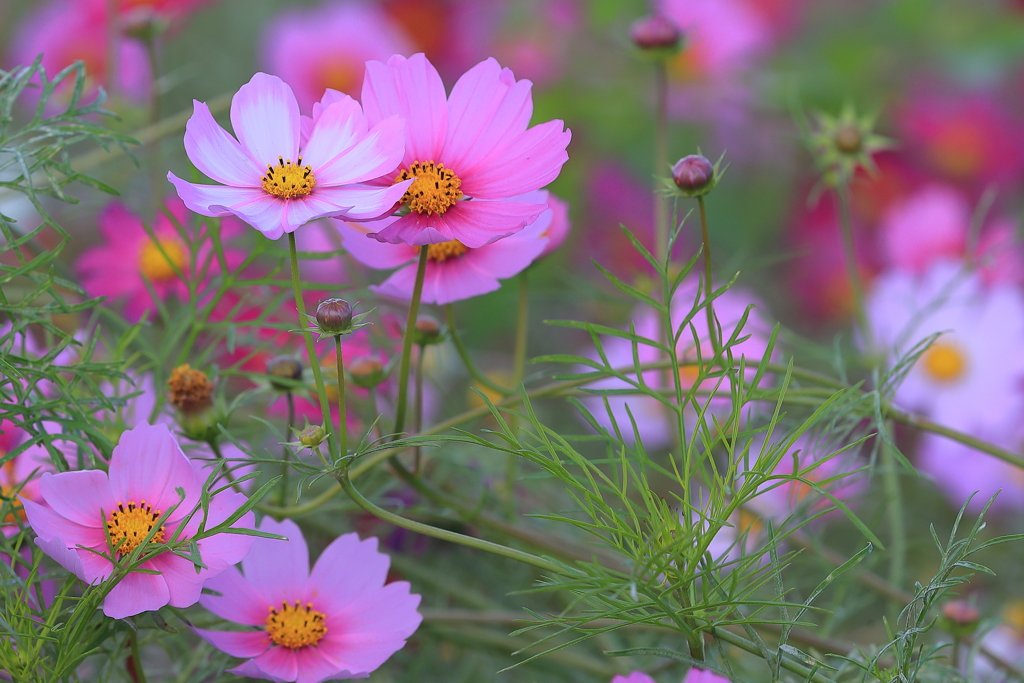 秋桜