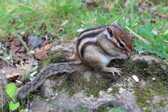 シマリス