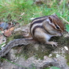 シマリス
