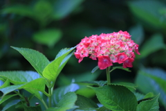 紫陽花