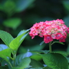 紫陽花