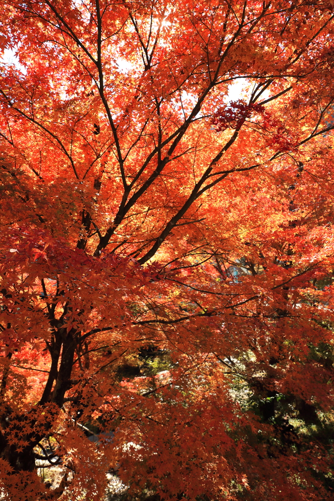 奥津渓の紅葉-4