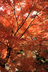 奥津渓の紅葉-4