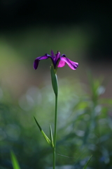 花菖蒲