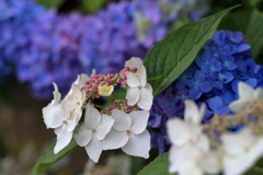 紫陽花