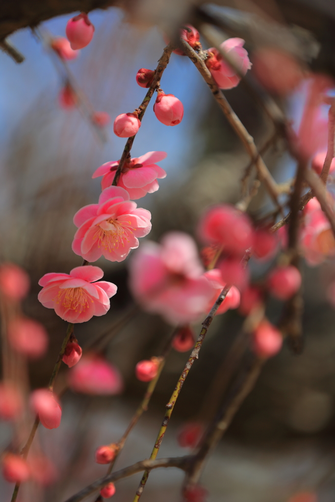 梅の花