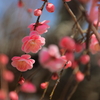 梅の花