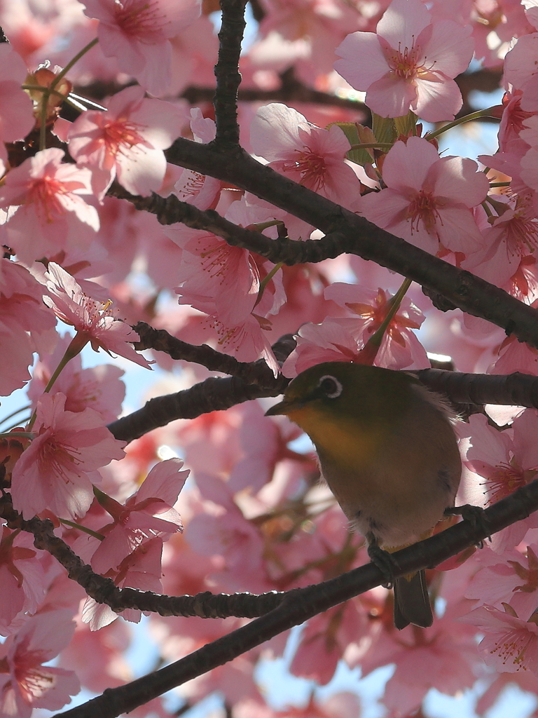 河津桜とメジロ
