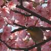 河津桜とメジロ