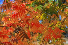 楷の木の紅葉