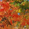 楷の木の紅葉