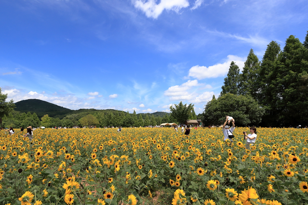 ひまわり畑