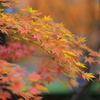 紅葉