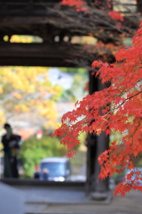 紅葉