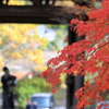 紅葉