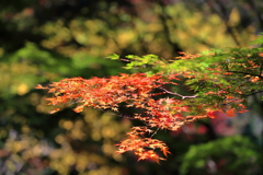 紅葉