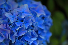 雨ぬ濡れた紫陽花