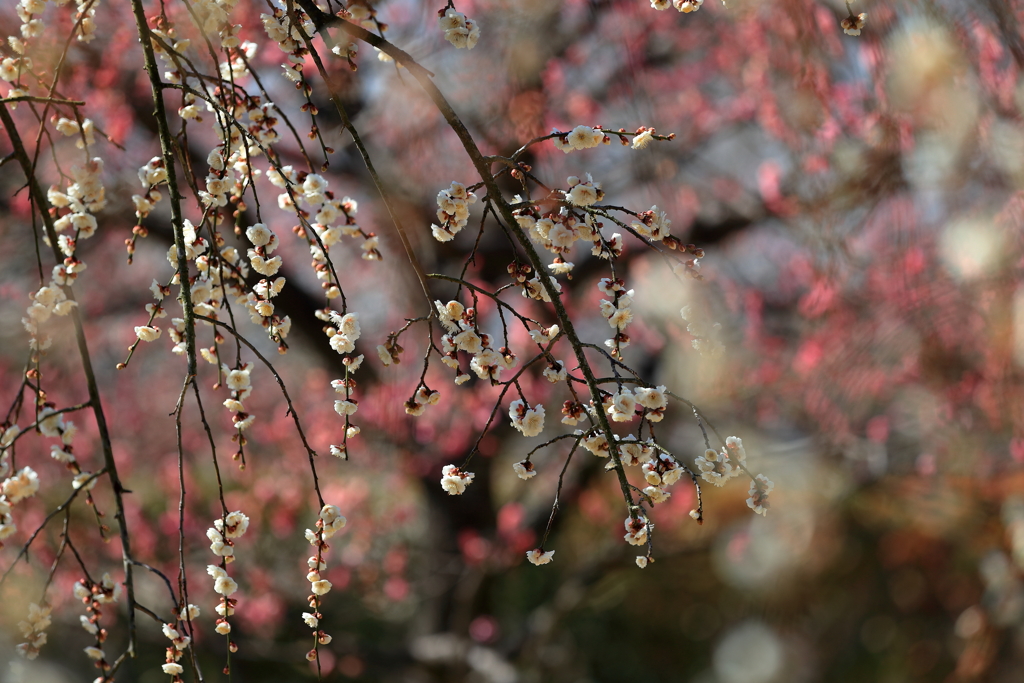 紅梅