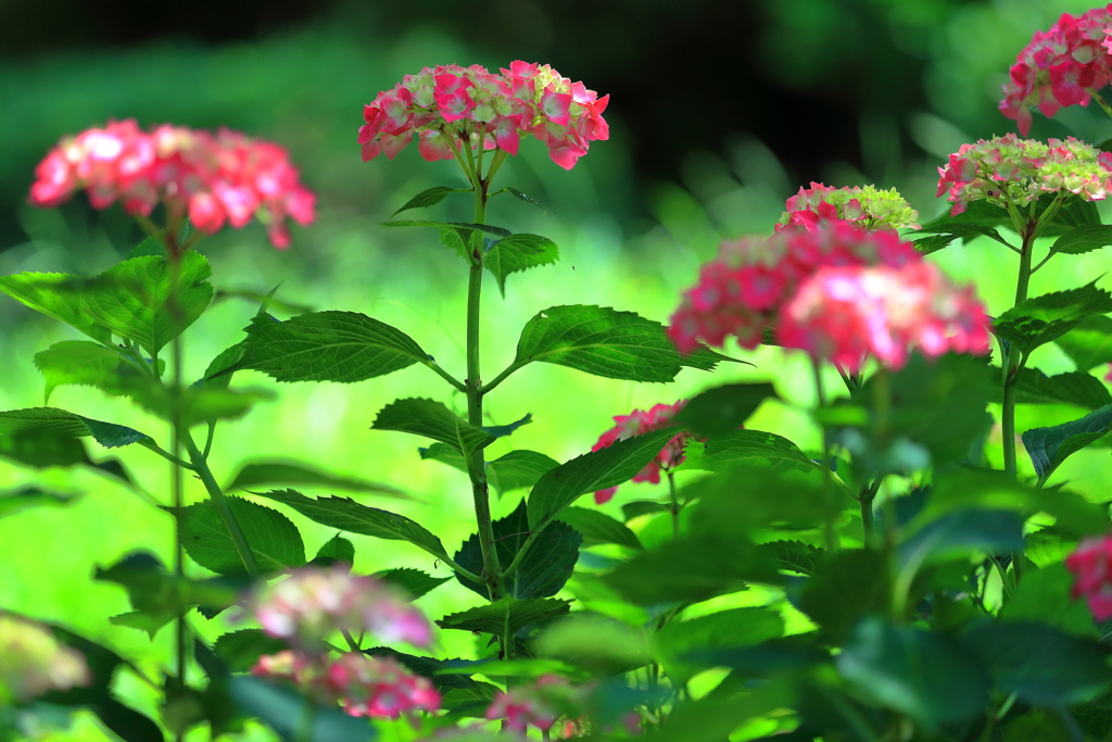 紫陽花