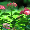 紫陽花