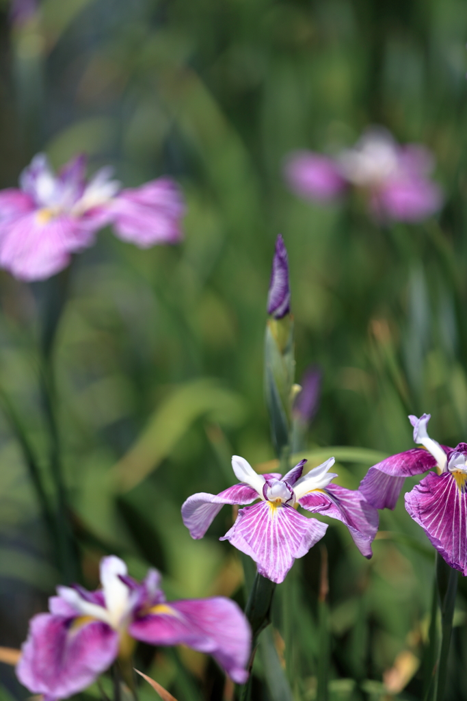 かわつ花菖蒲園1