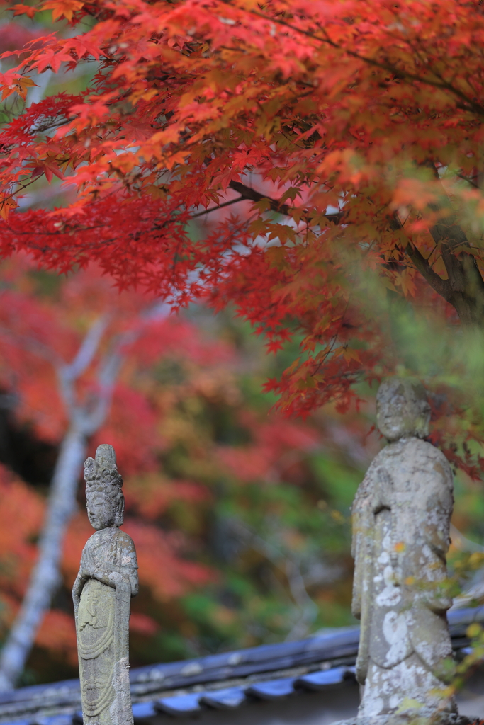 紅葉