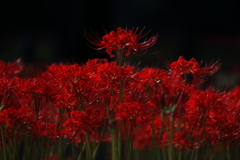 曼珠沙華