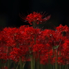 曼珠沙華