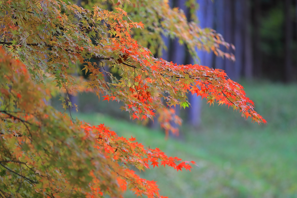 紅葉