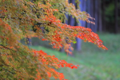 紅葉
