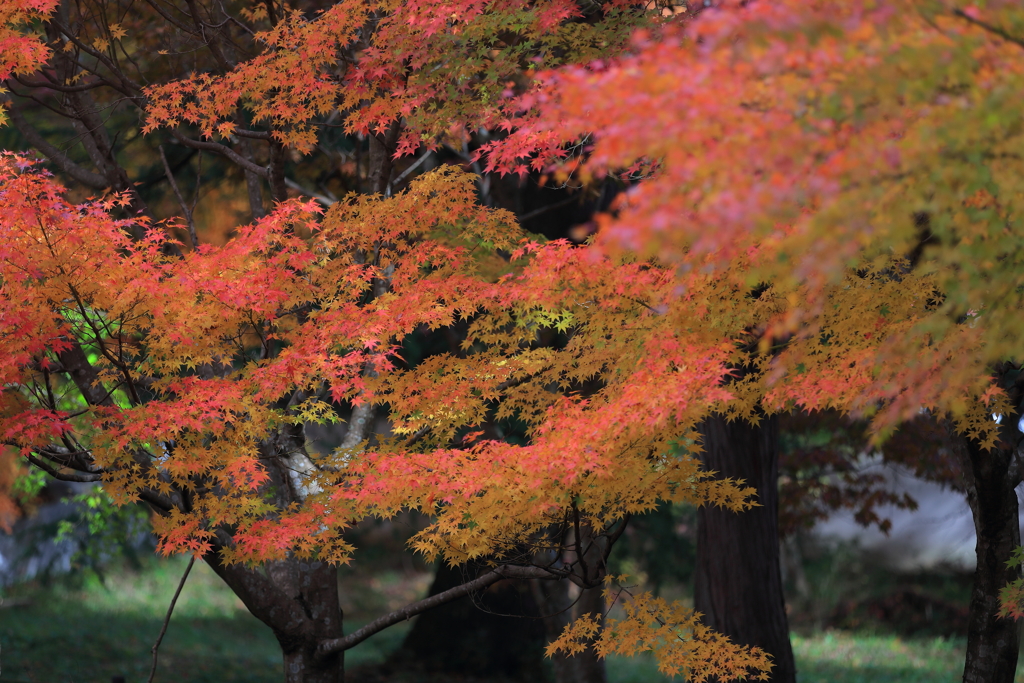 紅葉