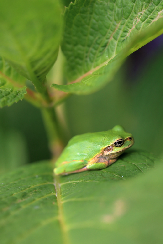 アマガエル